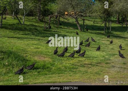 Molti avvoltoi turchi si radunano in un campo con uno arroccato su un ramo con i boschi sullo sfondo in una giornata di sole in primavera vicino Foto Stock