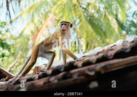 Cute Macaca Sinica Monkey sul tetto del rifugio Foto Stock