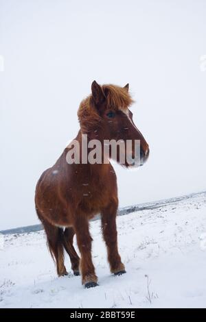 Cavallo islandese Foto Stock