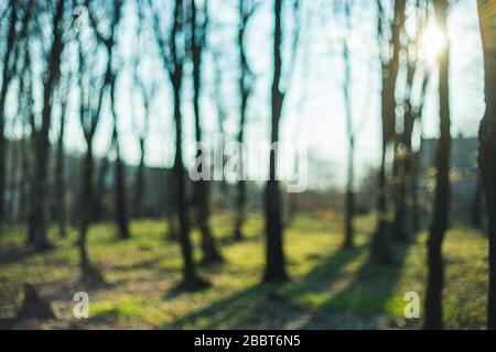 Bella foresta di primavera con luce solare defocused sfondo naturale Foto Stock