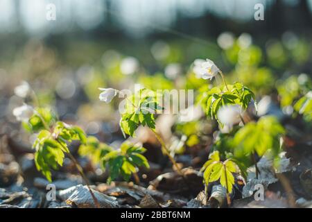 Bella legno Anemone nemorosa, fiore bianco primavera nella foresta verde con luce brillante natura foresta sfondo Foto Stock