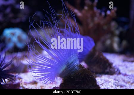 Corallo di colore viola sul pavimento che si muove con acqua Foto Stock