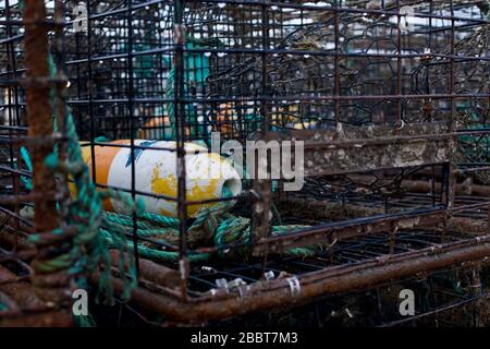 Boa in gabbia di granchio trappola Foto Stock