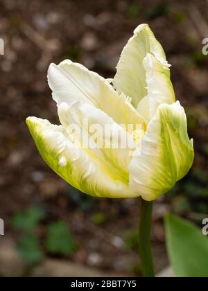 Verde lampeggia sui petali bianchi del pappagallo a fiore medio primavera tulipano, tulipano 'pappagallo Bianco' Foto Stock