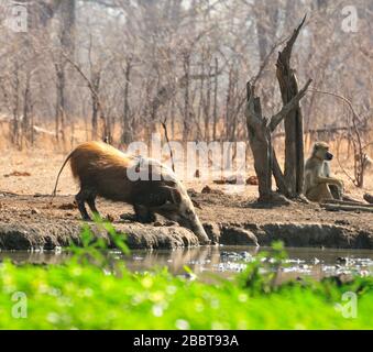 Selvaggio cespuglio di suini con oxpeckers in Africa Foto Stock