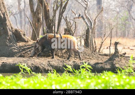 Selvaggio cespuglio di suini con oxpeckers in Africa Foto Stock