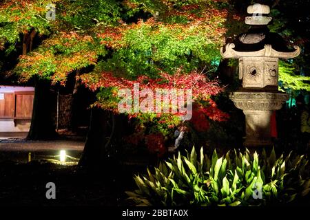 Le autonne lasciano ben illuminate durante la notte Foto Stock