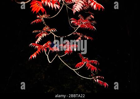 Foglie di albero rosso illuminate di notte Foto Stock