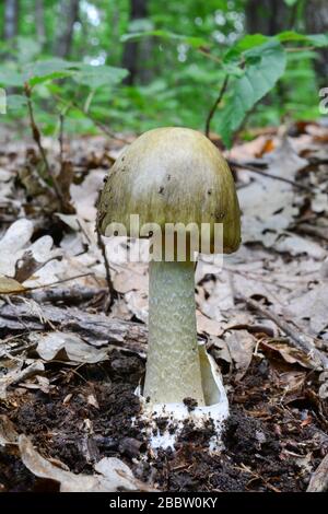 Giovane, non completamente sviluppato Amanita phalloides o fungo Deathcap, una varietà più scura, uno dei funghi velenosi più pericolosi in hab naturale Foto Stock