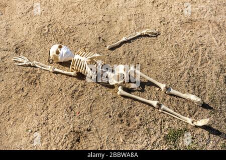 Scheletro di bambino rotto che indossa una maschera sdraiata a terra in un parco Foto Stock