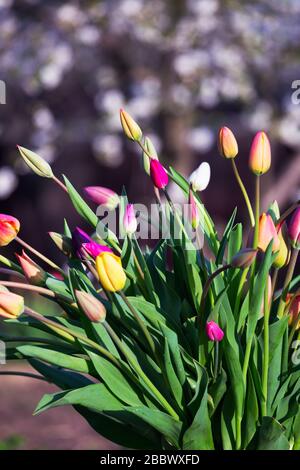 Un enorme bouquet di tulipani multicolori in un vecchio può in giardino al tramonto. la molla e il giardinaggio Foto Stock