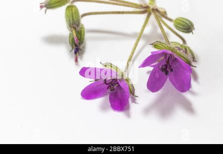 Primo piano, fiori viola di malacoides Erodium, sfondo bianco Foto Stock