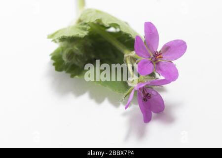 Primo piano, fiori viola di malacoides Erodium, sfondo bianco Foto Stock