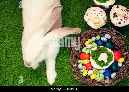 Un bel coniglio soffice si trova sull'erba verde accanto a uova dipinte e torte di Pasqua. Concetto di festa di Pasqua. Carta vacanze. Foto Stock