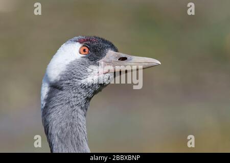 Gru comune / eurasiatica (Grus grus) guardando da vicino, Captive, WWT Slimbridge, Gloucestershire, Regno Unito, febbraio. Foto Stock