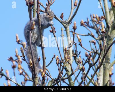 Scoiattolo grigio (Sciurus carolinensis) mangiare Cavallo castano (Aesculus hippocastanum) germogli di foglie, Wiltshire, UK, marzo. Assunto durante il blocco di Coronavirus. Foto Stock