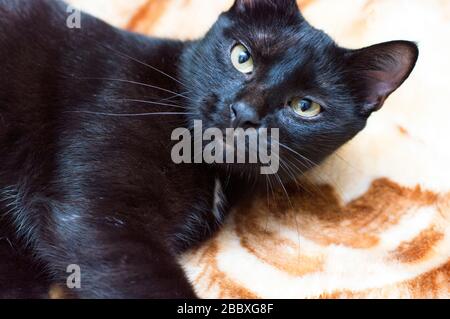 ritratto di un gatto nero primo piano, tema gatti domestici Foto Stock