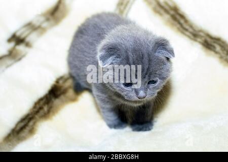 Blue 4 settimane di fold kitten scozzese, tema gatti domestici Foto Stock