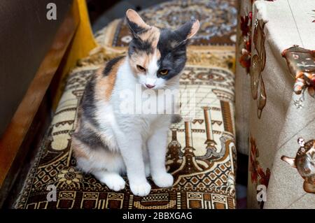 gatto macchiato seduto in angolo cottura, tema gatti domestici Foto Stock