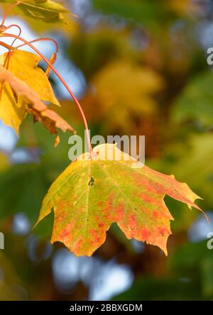 Norway Maple - foglia d'autunno Acer platanoides Foto Stock