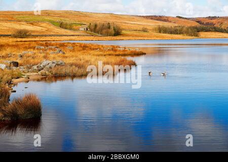 Grimwith Reservoir North Yorkshire è il più grande bacino idrico dello Yorkshire, 19-03-2020 Foto Stock