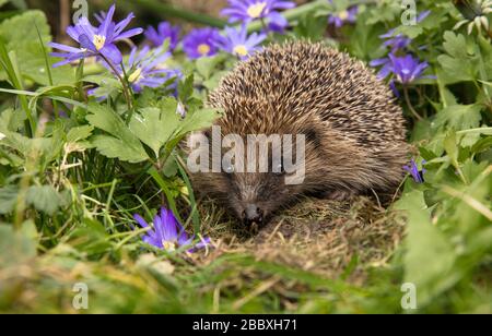 Hedgehog, (nome scientifico: Erinaceus Europaeus), selvatico, nativo, europeo hedgehog all'inizio di Springtime. Rivolto in avanti nell'habitat naturale del giardino Foto Stock