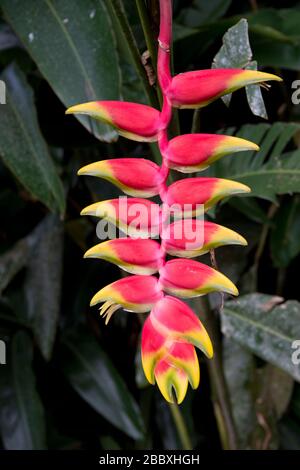 Heliconia (Heliconia rostrata) nella Finca Dracula Orchid Farm vicino Volcan Panama Foto Stock