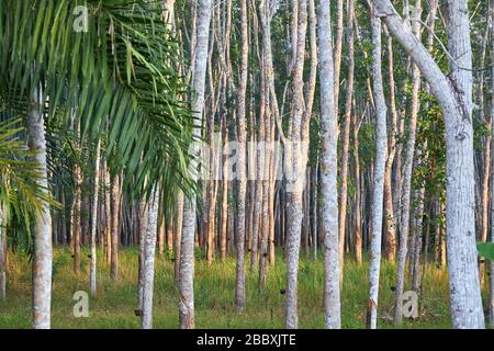 Filari di alberi di hevea con ciotole attaccate per raccogliere il latte per la produzione del lattice nella mattina presto. Foto Stock