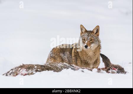 Coyote (Canis latrans) alimentazione su carcassa di cervo con coda bianca, MN, USA, di Dominique Braud/Dembinsky Photo Assoc Foto Stock