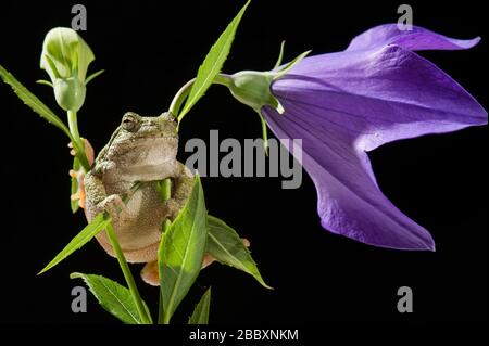 Gray Tree Frog (Hyla versicolor) su fiore palloncino fiorito (Platycodon grandiflorus), Midwestern USA, di Dominique Braud/Dembinsky Photo Assoc Foto Stock