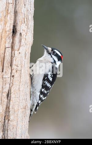 Downy Woodpecker (Dryobates pubescens), maschio, su albero morto alla ricerca di cibo; Inverno; e Nord America; di Dominique Braud/Dembinsky Photo Assoc Foto Stock