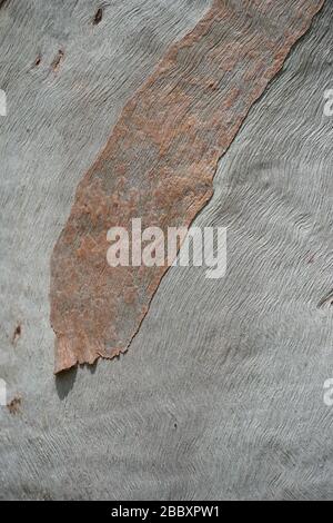 Primo piano di una sezione di un tronco di eucalipto grigio che ha striature ondulate delicate. Anche un piccolo pezzo di corteccia arancione luce rimanente li ha. Foto Stock