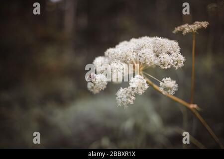 Il bumblebee striato siede su un fiore. Sfondo della foresta in colori pastello, profondità di campo poco profonda Foto Stock