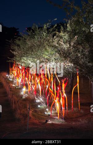 Code di catrame e betulla Reeds notti Chihuly riflessioni sulla natura colorato luminoso evento di esposizione Inverno 2019 a Kew Gardens, Richmond, Londra Foto Stock