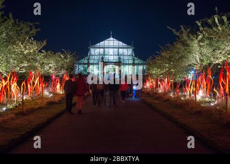 Code di catrame e betulla Reeds notti Chihuly riflessioni sulla natura colorato luminoso evento di esposizione Inverno 2019 a Kew Gardens, Richmond, Londra Foto Stock