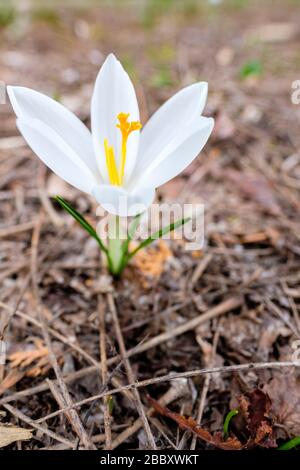 Fiore di croco bianco (Crocus albiflorus), primo piano di bulbo di fioritura all'aperto in ambiente naturale, Ontario, Canada Foto Stock