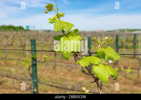 Foglie di verde brillante che riflettono la luce del sole mentre germogliano su piante di vite allineate in file e intrecciate intorno ai fili in un vigneto di cantina. Foto Stock