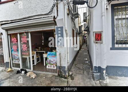 Ristorante cinese con due cani da strada alla porta, la città vecchia di Shanghai, Huangpu. Cina Foto Stock