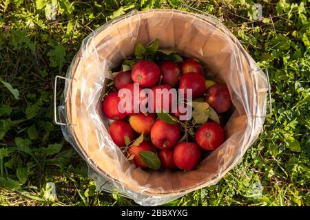 Un cestino di bushel di mele appena raccolte Foto Stock