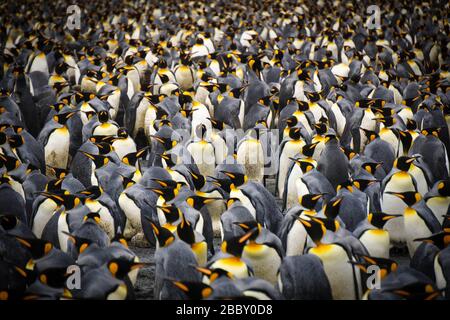 Una colonia di pinguini re si radunano nella Georgia del Sud Foto Stock