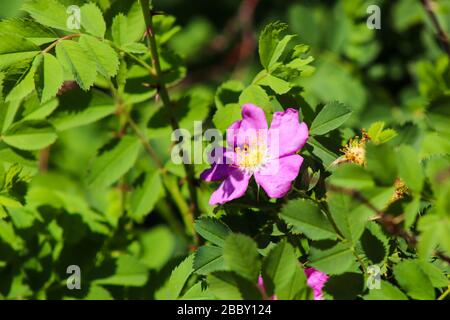 Un fiore rosa circondato da un gruppo di foglie Foto Stock
