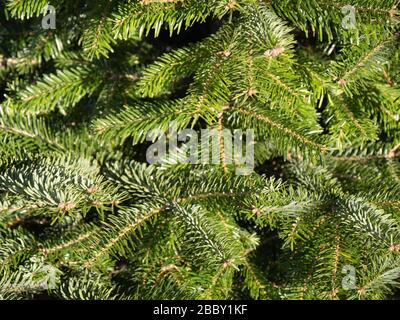 Primo piano macro di aghi di abstract abstract, pino, conifere come abastract nuovo anno, sfondo di natale. Foto Stock