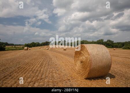 Round balle di fieno in un campo nei pressi di Hustisford, Wisconsin Foto Stock