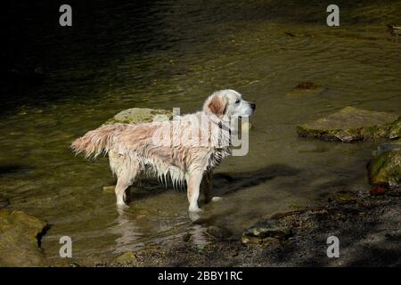 Cane che gioca su un lago in Jerona Spagna Foto Stock