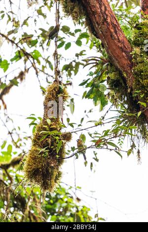 Piccolo uccello colorato arroccato in un nido sospeso nella riserva della foresta nuvoloso di Santa Elena, Monteverde, Costa Rica. Foto Stock