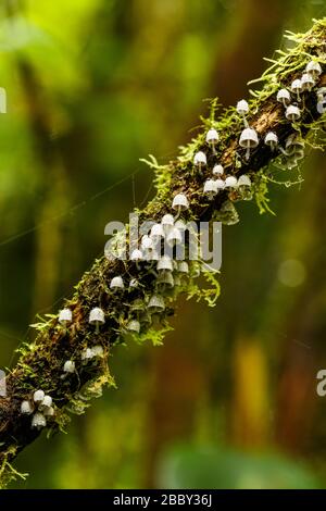 Funghi a forma di campana (Coprinellus diffonde) coltivati nella riserva forestale di Santa Elena, Monteverde, Costa Rica. Foto Stock