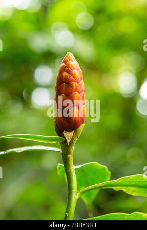 Pianta di zenzero selvatico ( Costus sp.) nella riserva forestale nuvola di Santa Elena, Monteverde, Costa Rica. Foto Stock