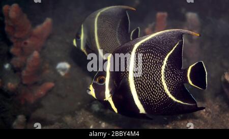 Pesce angelo francese intermedio (Pomacanthus paru) tra stadi giovanili e adulti, Palm Beach, Florida, Stati Uniti, Oceano Atlantico, colore Foto Stock
