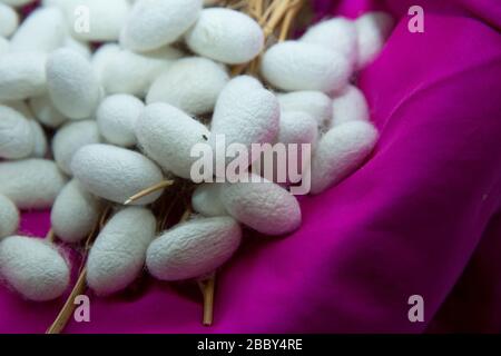 Silkworm Mulberry bombyx mori nel processo di produzione della seta durante la coonatura. Cocoons di seta per la produzione della seta. Bozzolo rosa caldo nel cesto . Foto Stock