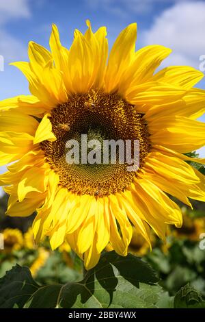 Girasole con un'ape del busto che raccoglie il polline Foto Stock